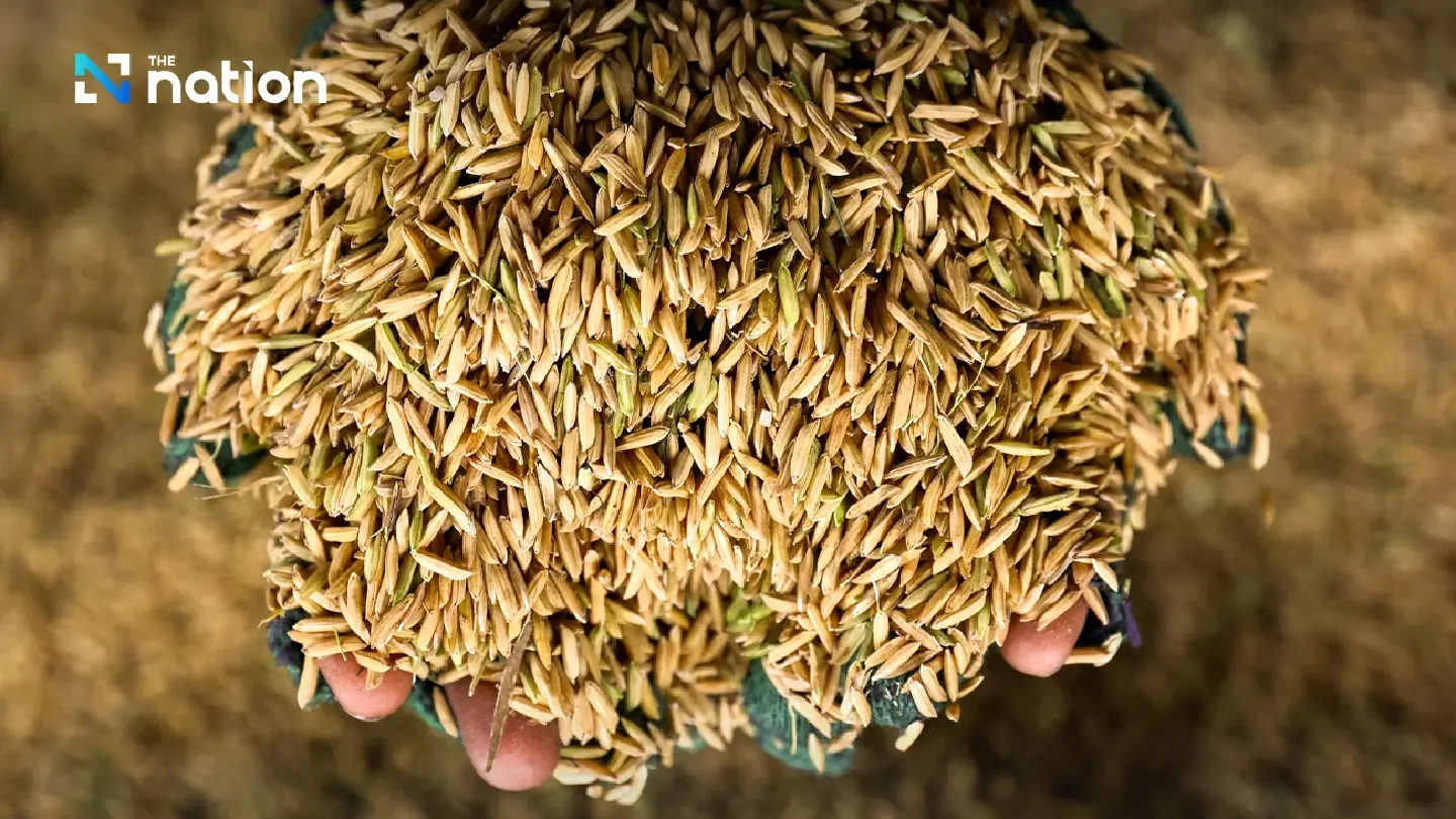 Plummeting rice prices pose a challenge to Pheu Thai-led government Plummeting rice prices pose a challenge to Pheu Thai-led government