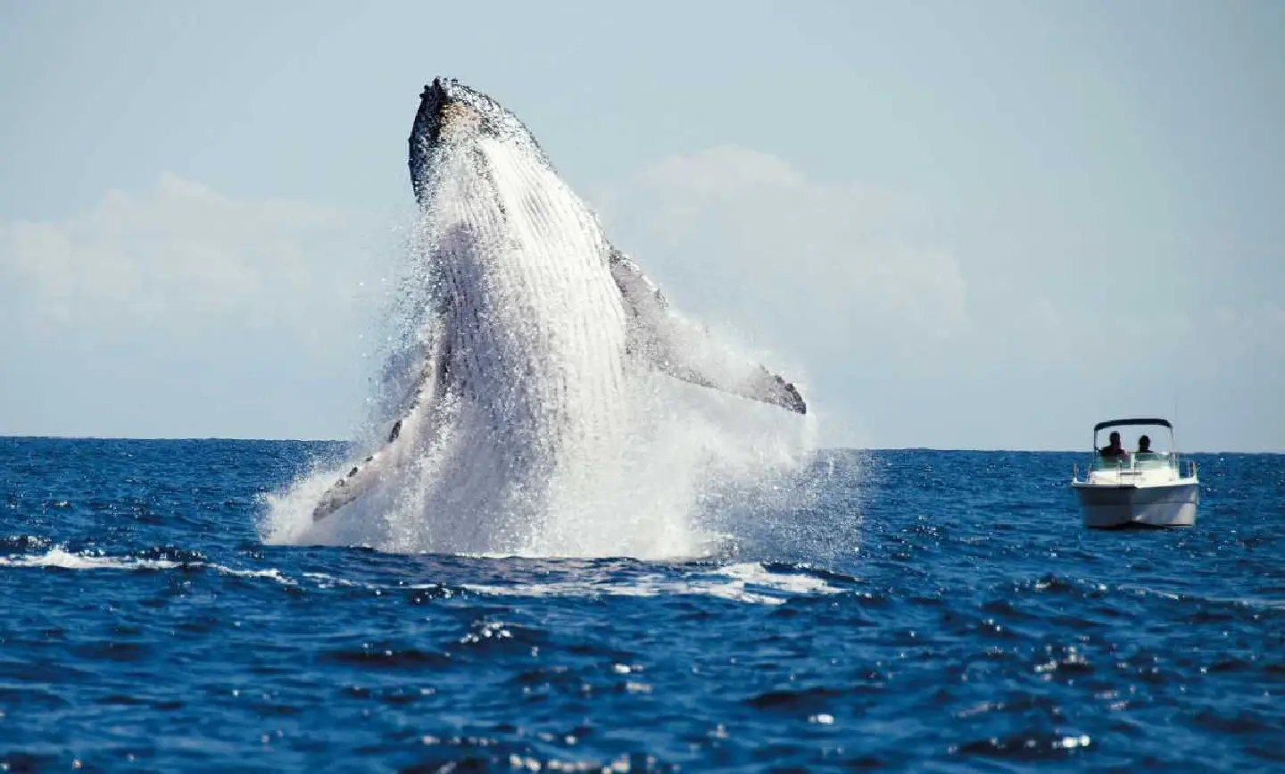 Whales and marine mammals thrive in Southeast Asia’s rich waters