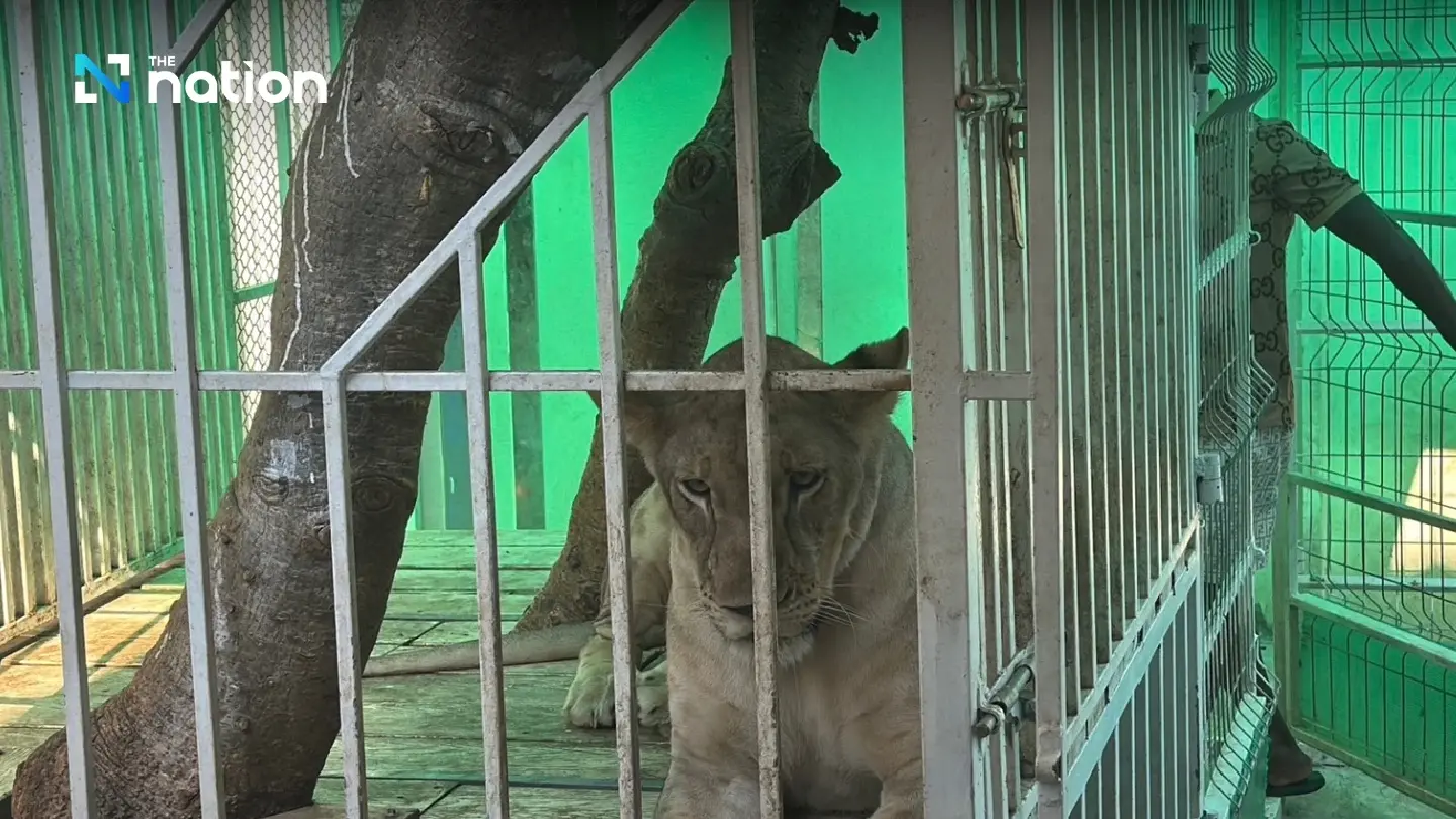 Pattaya residents alarmed as pet lions roar through the night