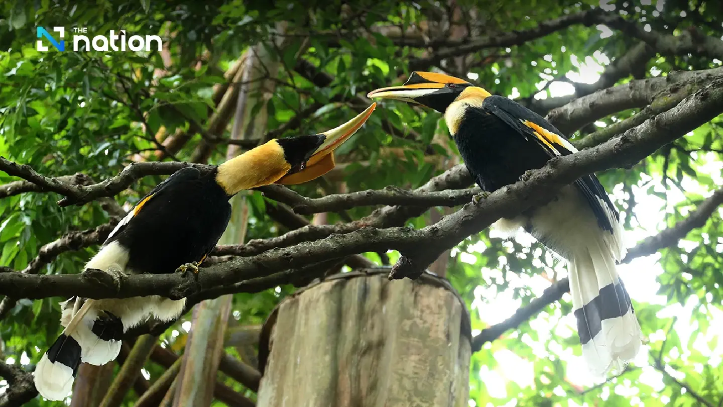 Thailand marks ‘Love Hornbill Day’