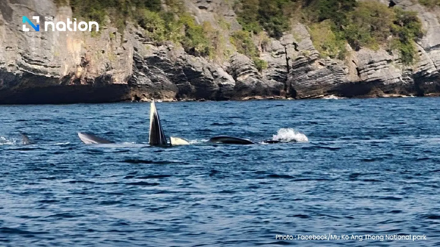 Bryde’s whales spotted in Ang Thong National Marine Park waters