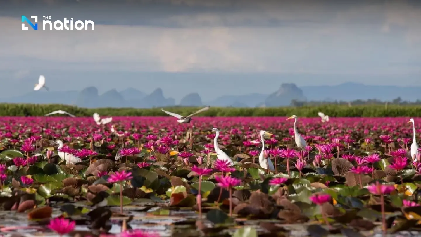 Tourists urged to visit red lotus fields of Phatthalung’s Thale Noi