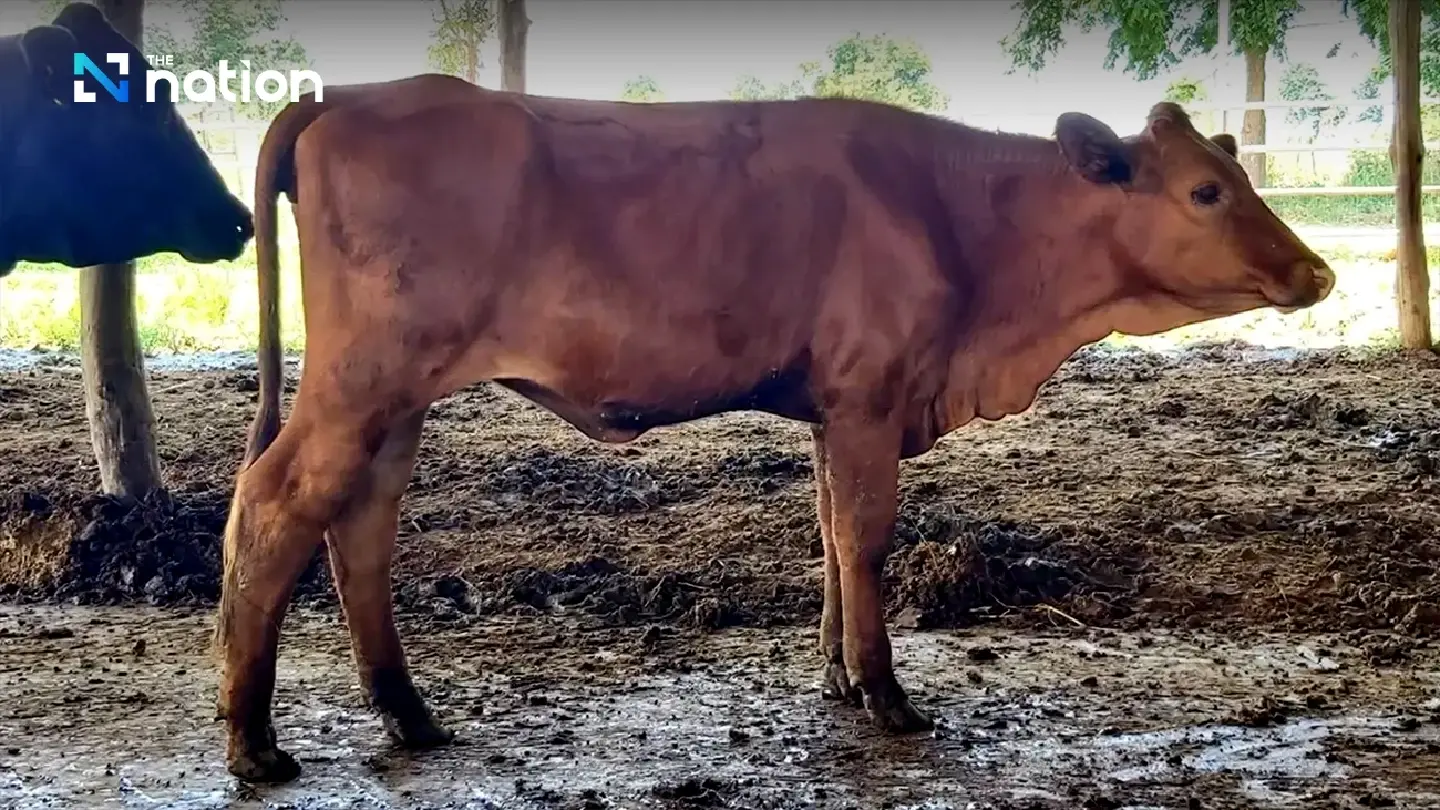 Malaysia approves beef imports from Thailand Malaysia approves beef imports from Thailand