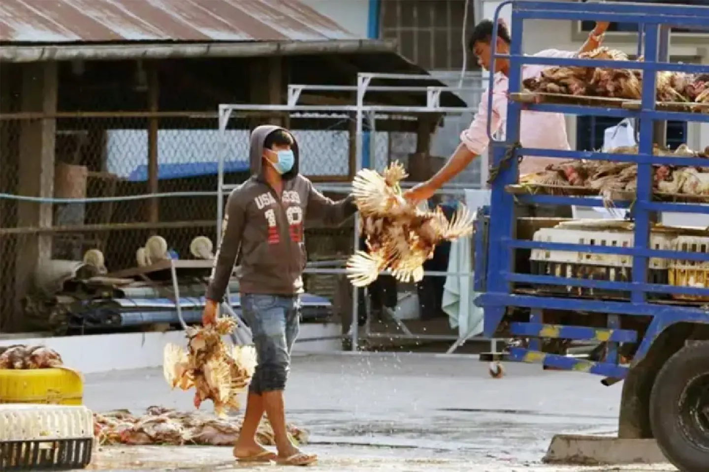 Prey Veng bird flu: Cambodian toddler's tragic death