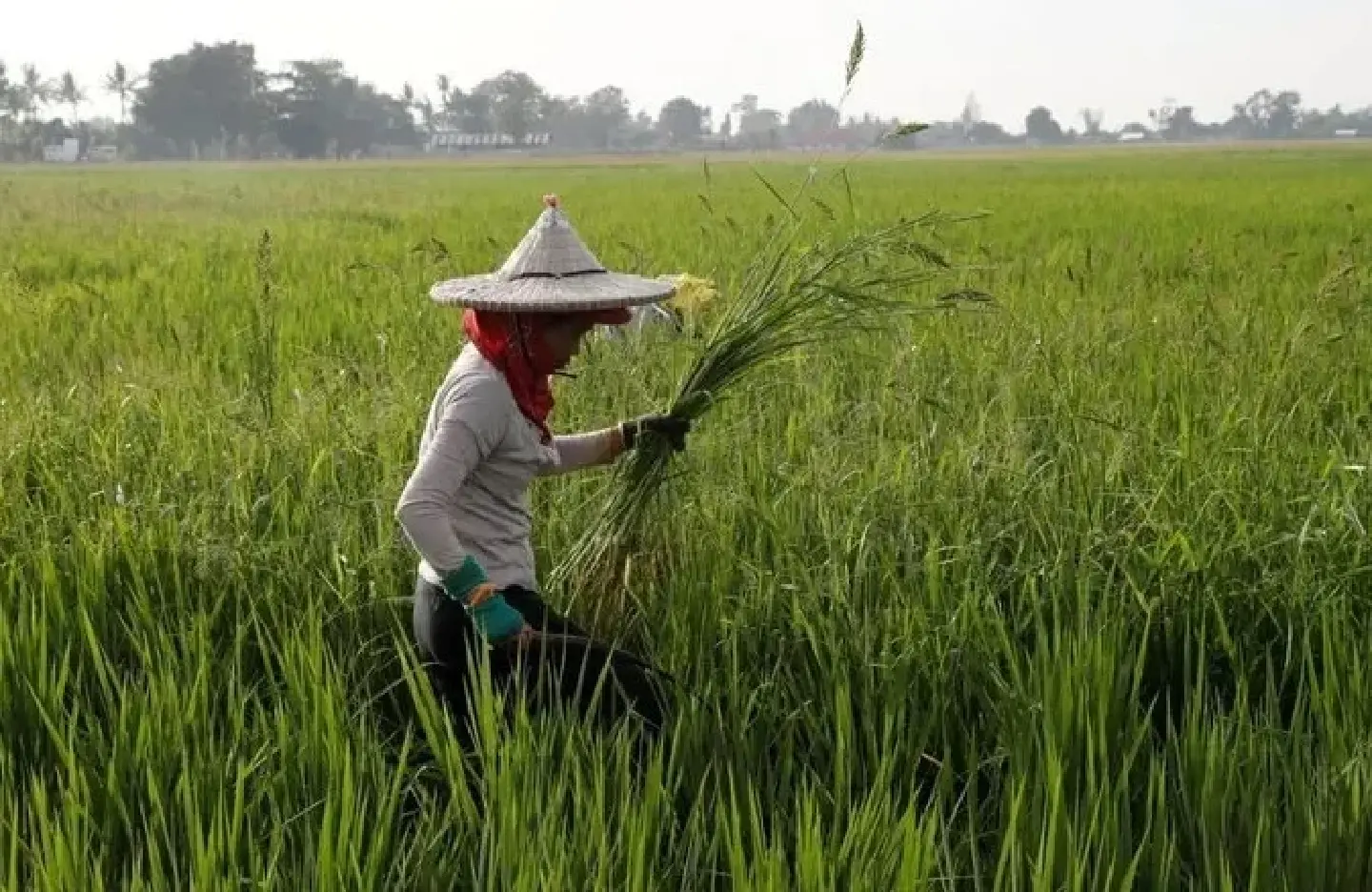 Philippines declares food security emergency to tame soaring rice prices