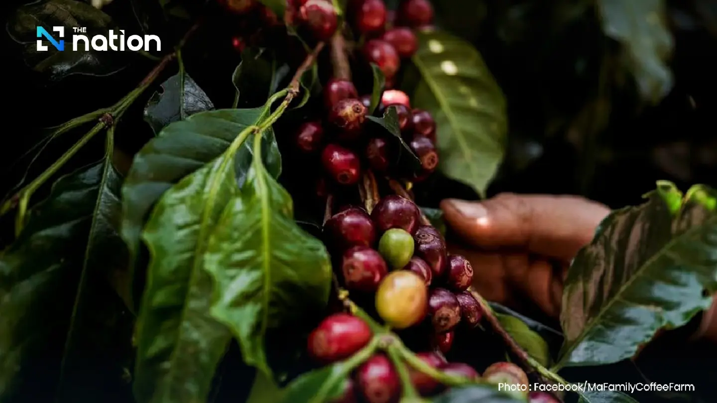 Thailand to import 80,000 tonnes of coffee in 2025 Thailand to import 80,000 tonnes of coffee in 2025