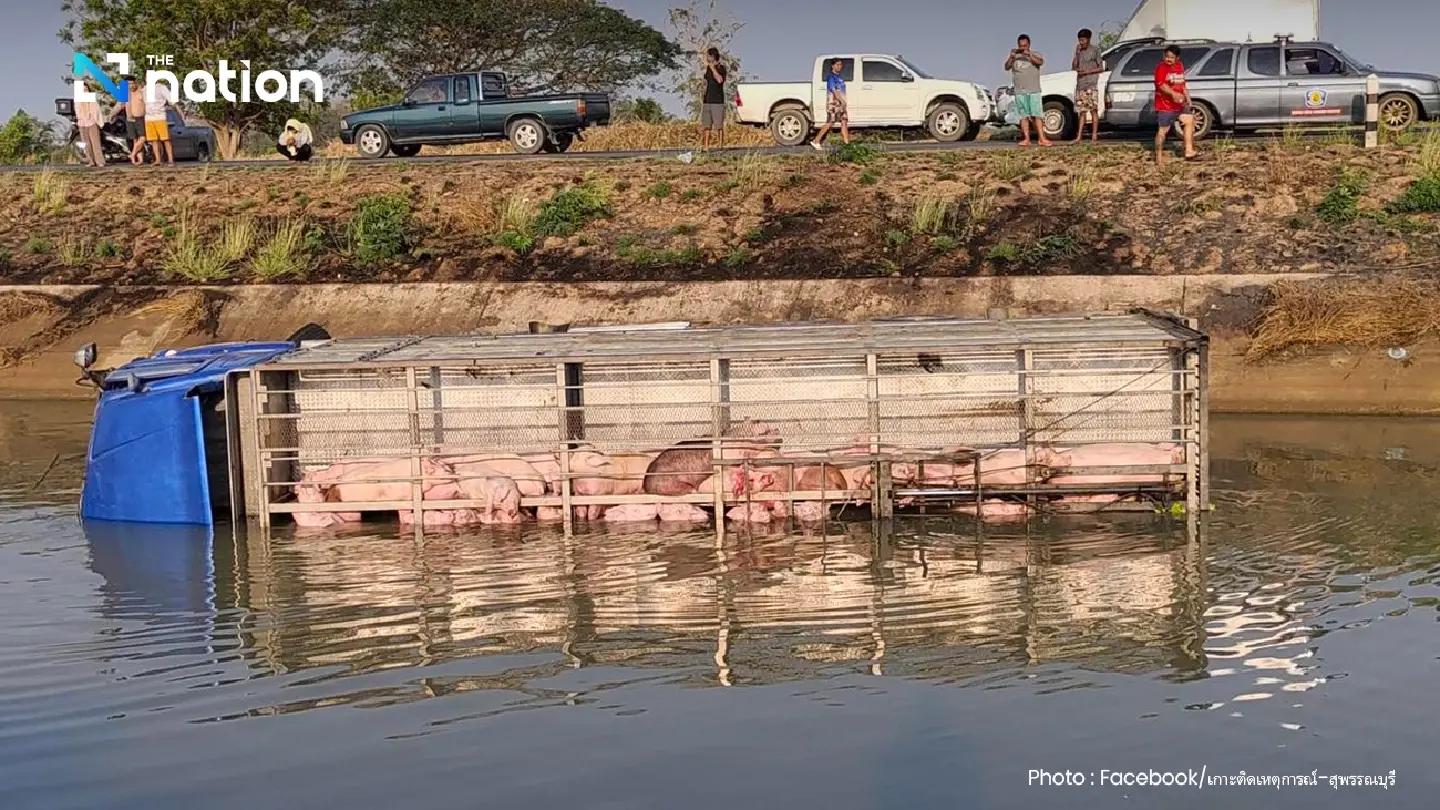 Nearly 100 pigs drown as truck plunges into canal in Suphan Buri