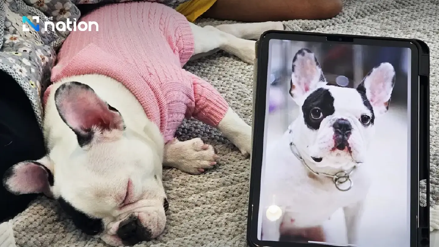 Thai woman spends 6 million baht to clone beloved French bulldog