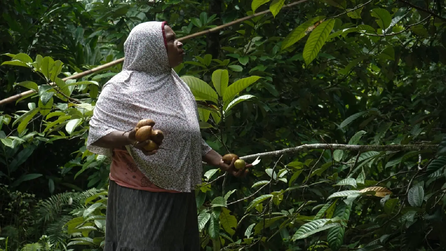Papuan women’s role in nutmeg management for sustainability Papuan women’s role in nutmeg management for sustainability