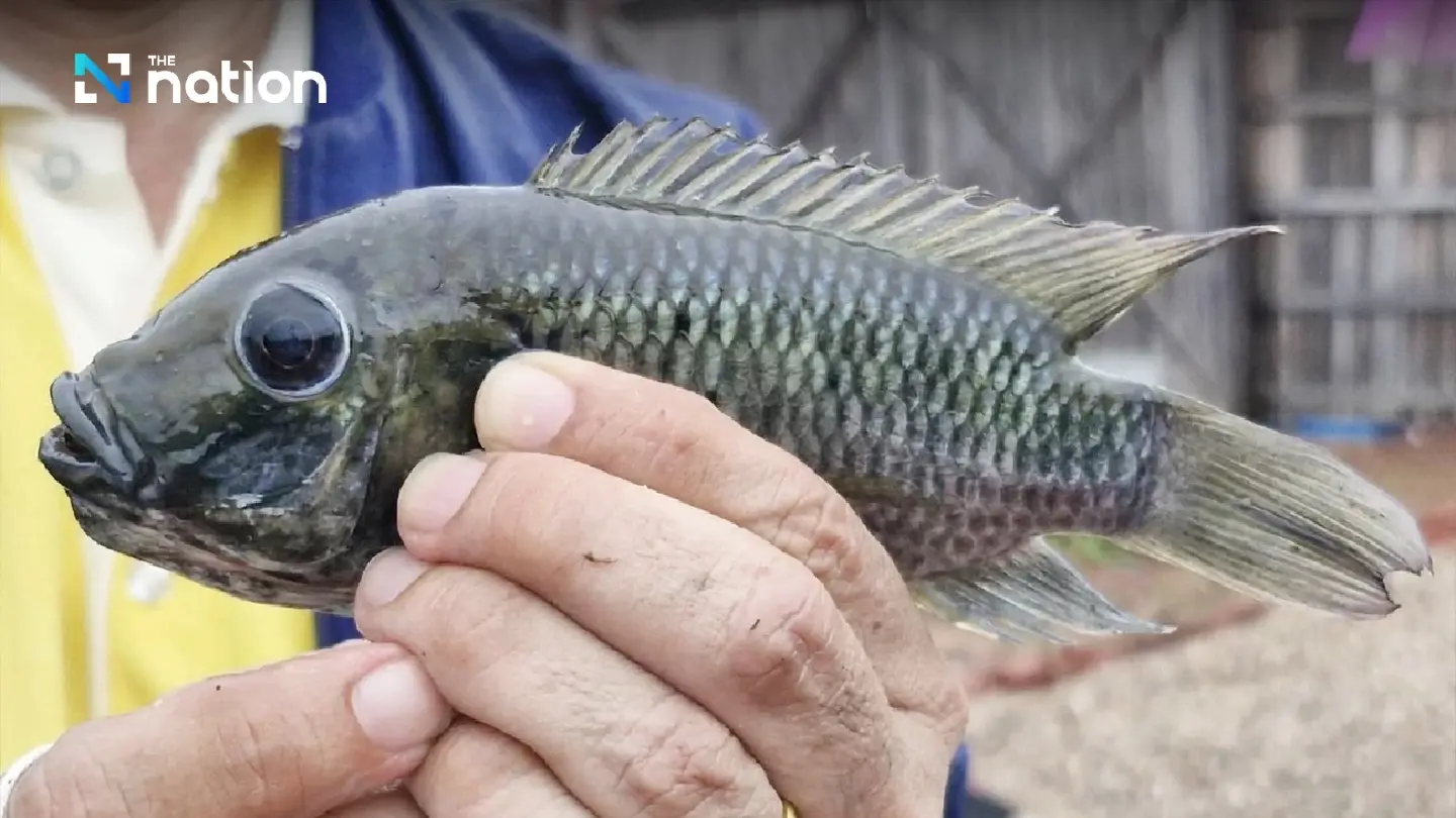 Agriculture Ministry details blackchin tilapia crisis response Agriculture Ministry details blackchin tilapia crisis response