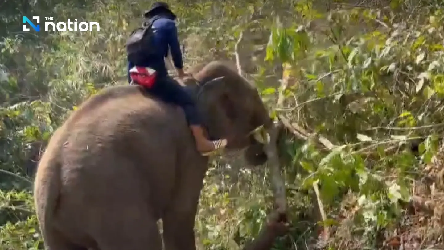 Elephants aid locals in creating firebreaks in Chiang Mai forest