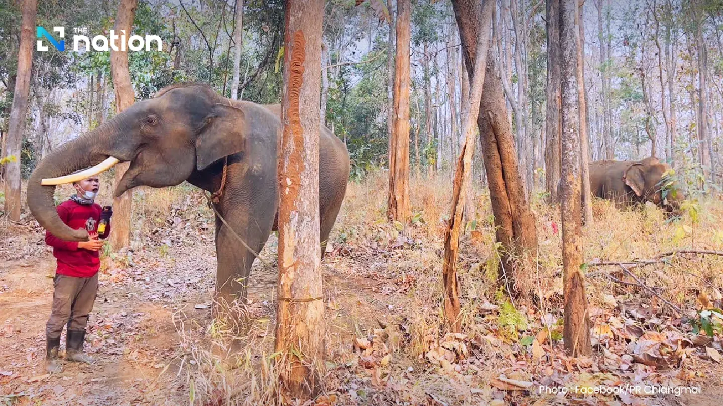 Elephant camps in Chiang Mai cooperate to prevent forest fire