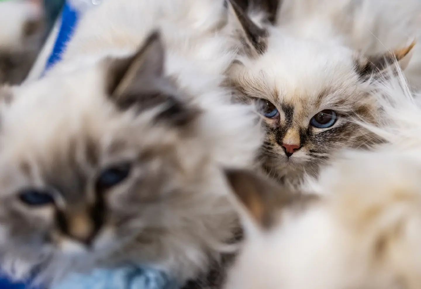Japan researchers set Guinness Record for cat genome