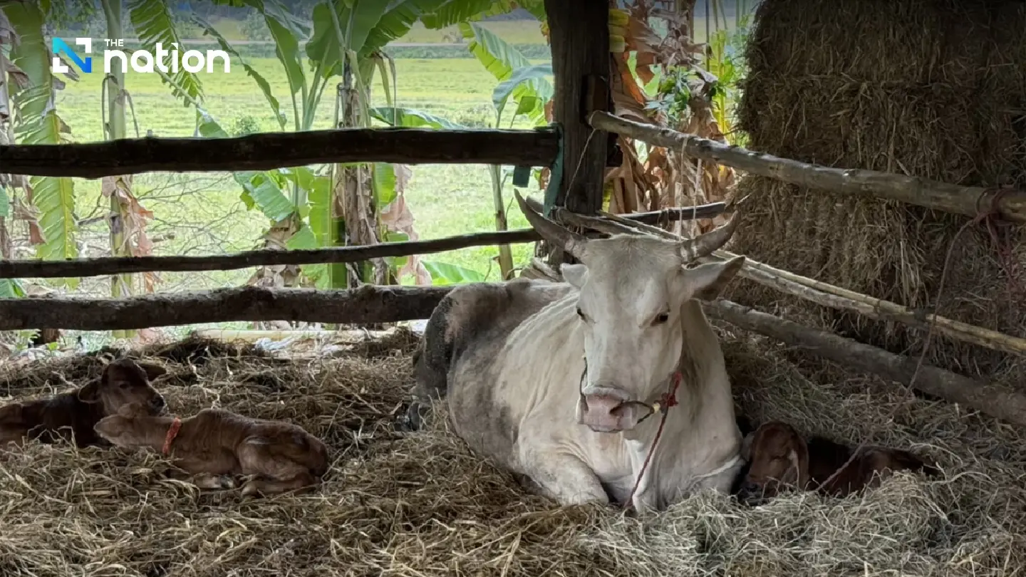 Domesticated cow in Buri Ram miraculously gives birth to quadruplets