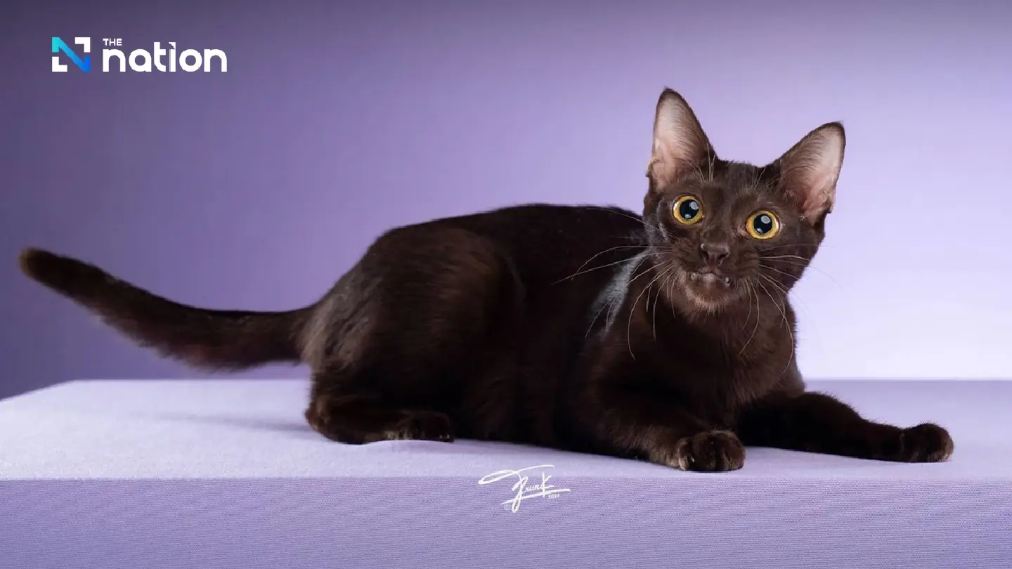 Five Thai cat breeds that bring wealth, charisma to their owners Five Thai cat breeds that bring wealth, charisma to their owners