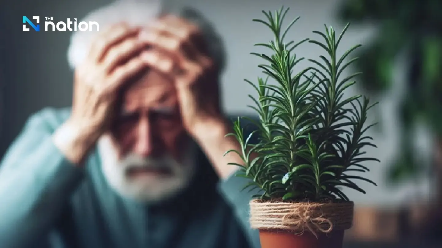 Researchers find rosemary compounds that may restore memory, treat Alzheimer's Researchers find rosemary compounds that may restore memory, treat Alzheimer's