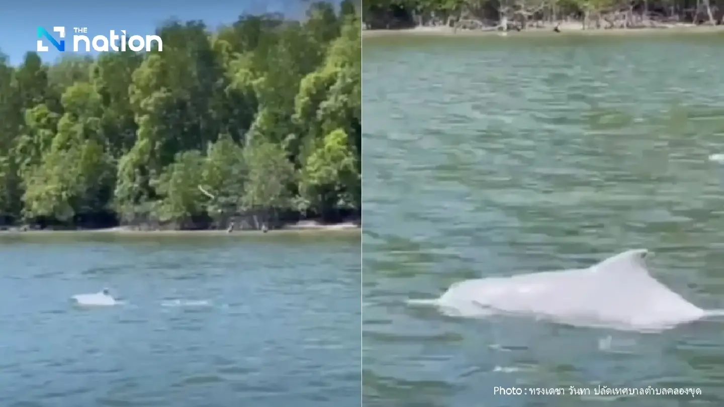 Pod of rare Irrawaddy dolphins spotted in Satun Pod of rare Irrawaddy dolphins spotted in Satun