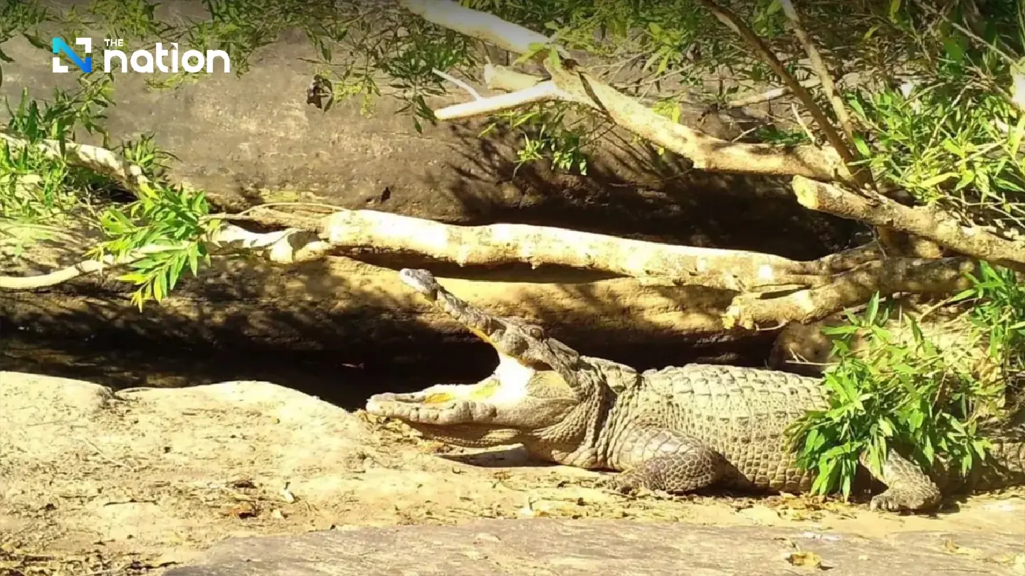 Camera traps capture rare Siamese crocodile in Thai national park