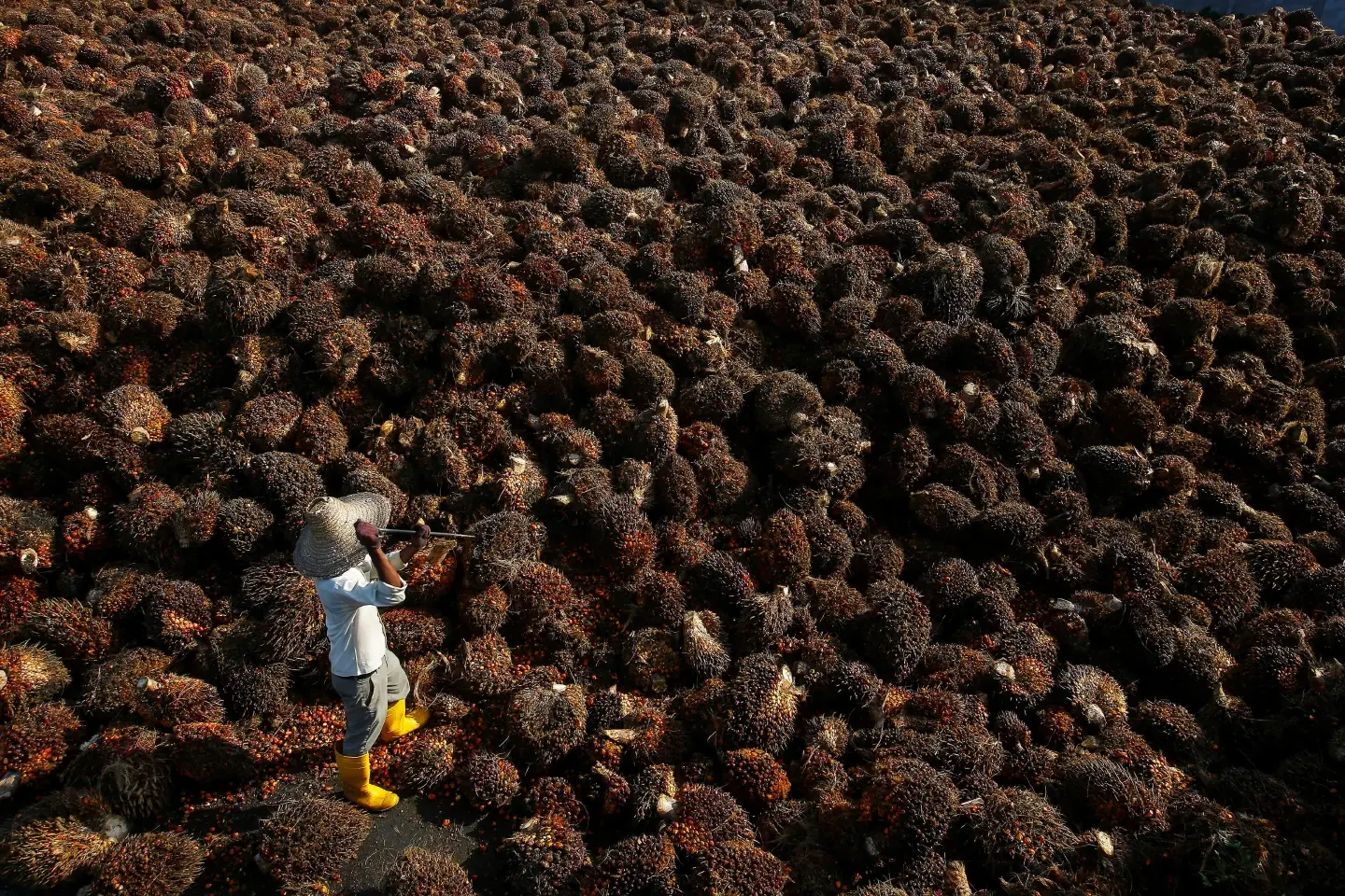 The end of cheap palm oil? Output stalls as biodiesel demand surges