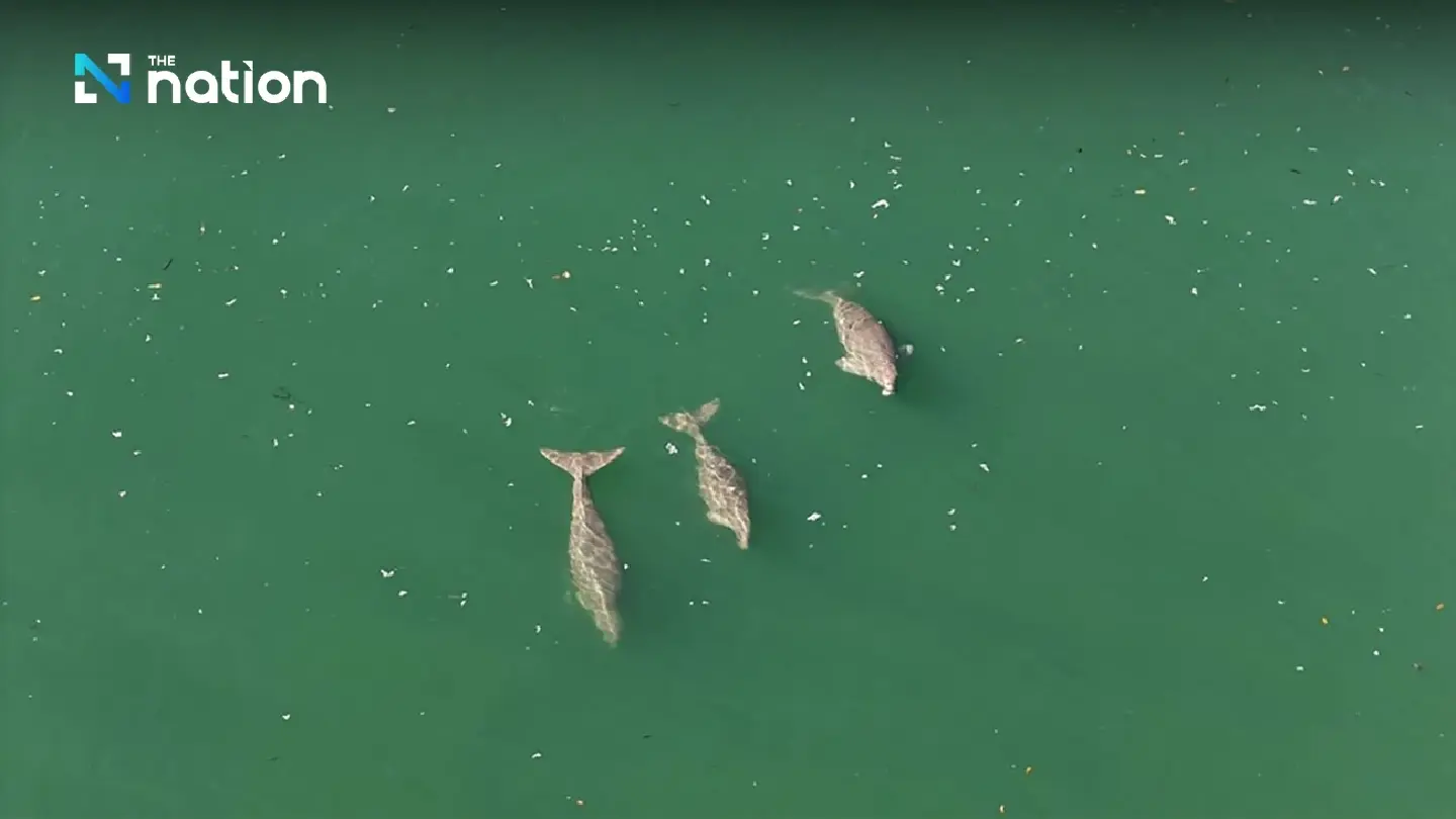 Jolly Good Show! 23 Dugongs Spotted Frolicking Off Thai Islands