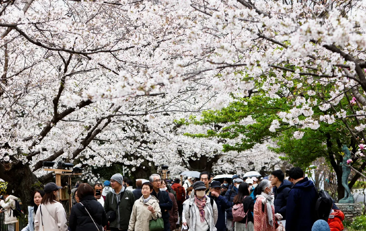 Cherry Blossom-Viewing Budget hits post-pandemic high