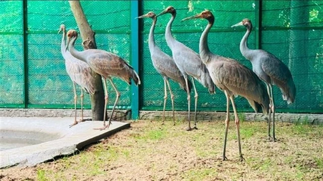 Dong Thap receives first sarus cranes from Thailand for conservation