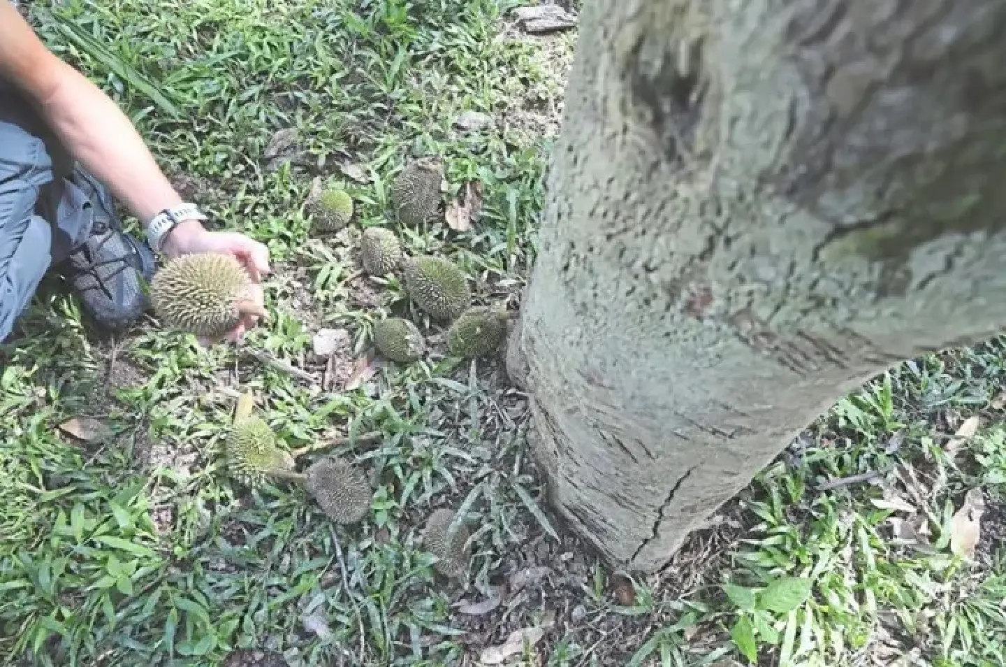 Rain dampens Malaysian durian lovers' celebration