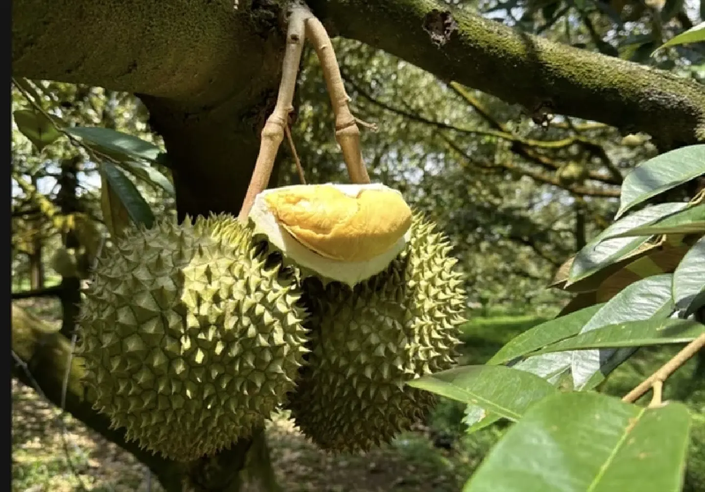 Durian prices plummet in Mekong Delta on declining China exports Durian prices plummet in Mekong Delta on declining China exports