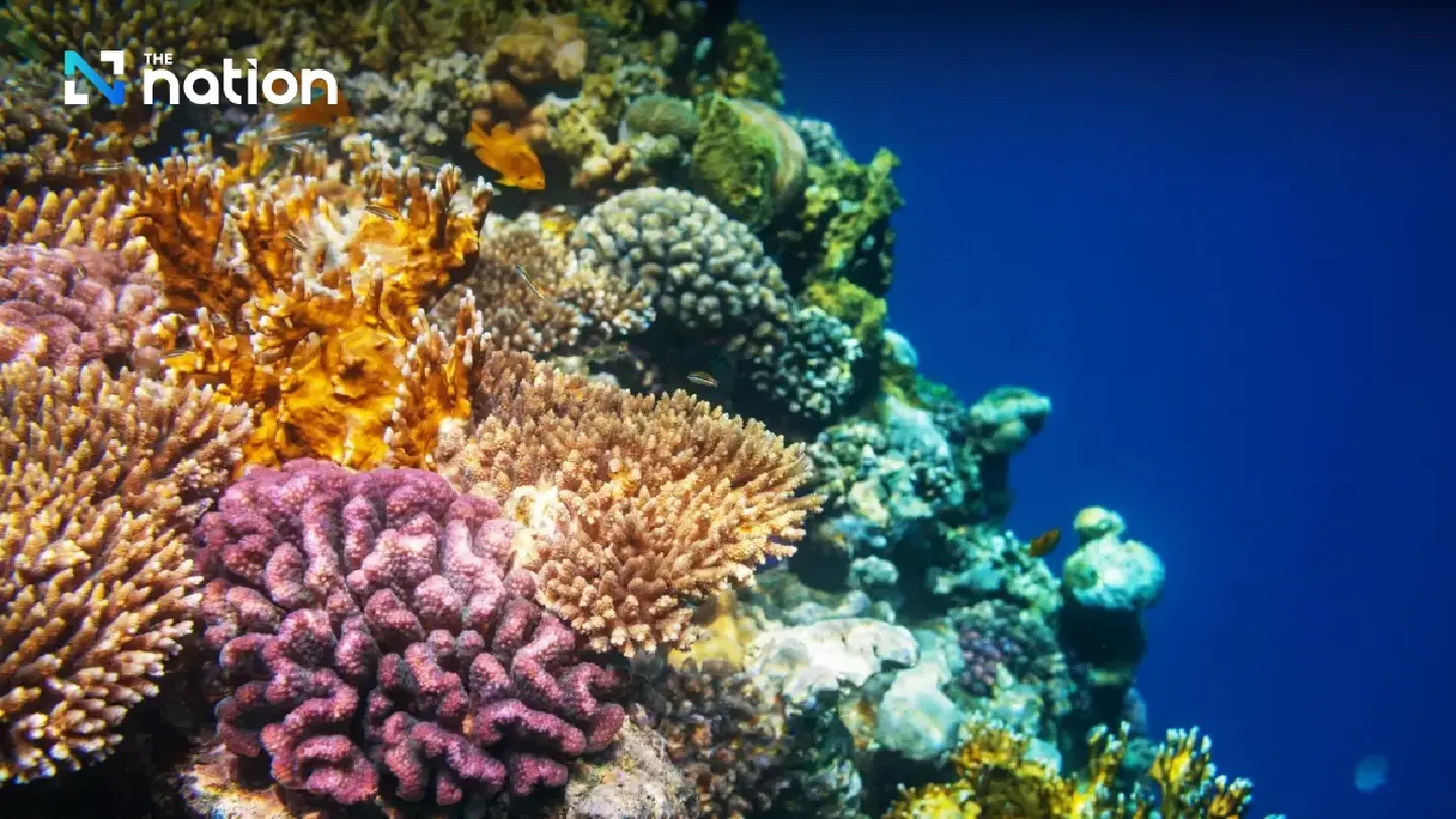 Thai researchers help corals cope with global warming risk