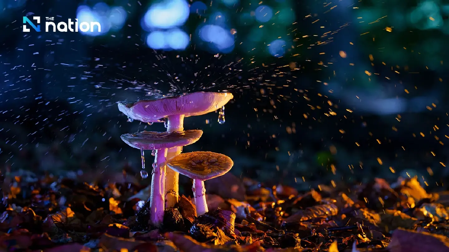 Deadly Delight: Health Officials Warn of Fatal Poisonous Mushrooms After Rainfall