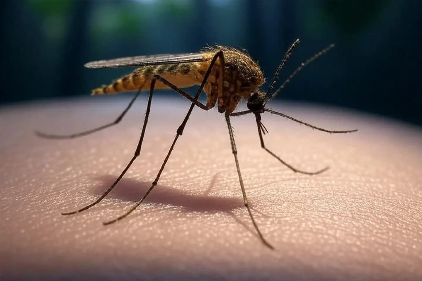 Cambodia expects to eliminate malaria by year’s end