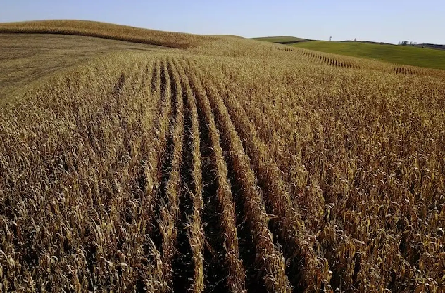 Thailand will cut tariffs on US corn imports, minister says Thailand will cut tariffs on US corn imports, minister says