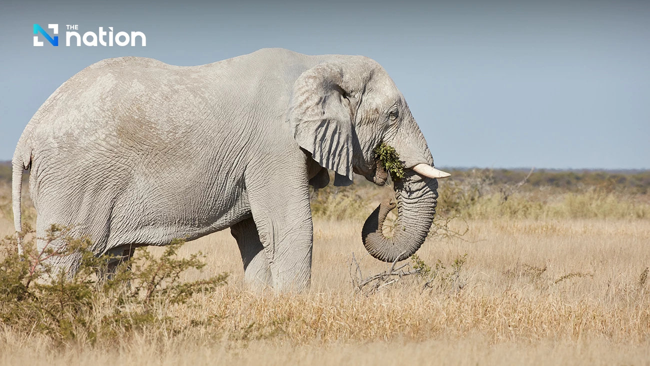The curious origins of the 'white elephant