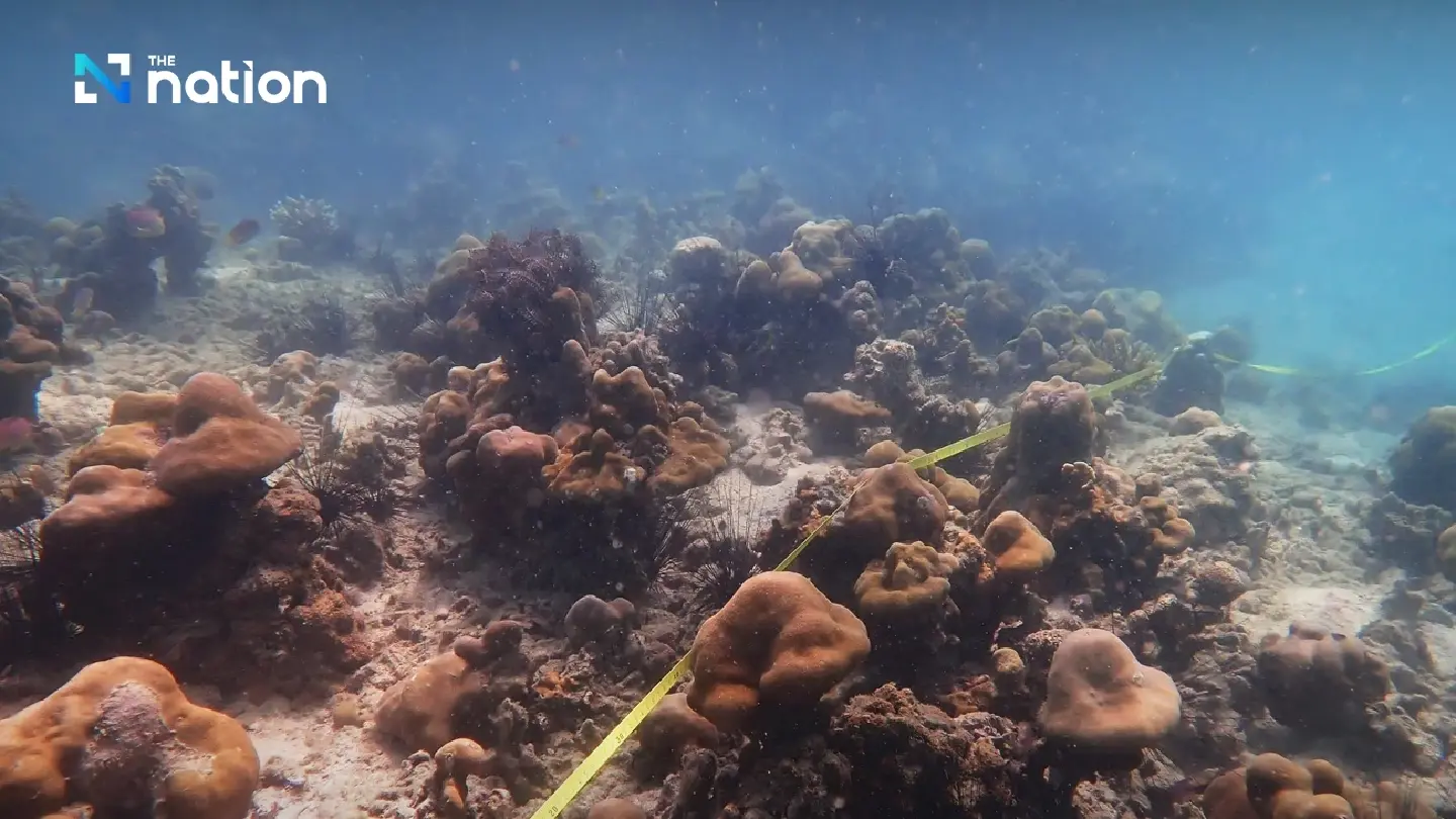 Thailand's Coral Reefs Stage Impressive Comeback After Bleaching Event