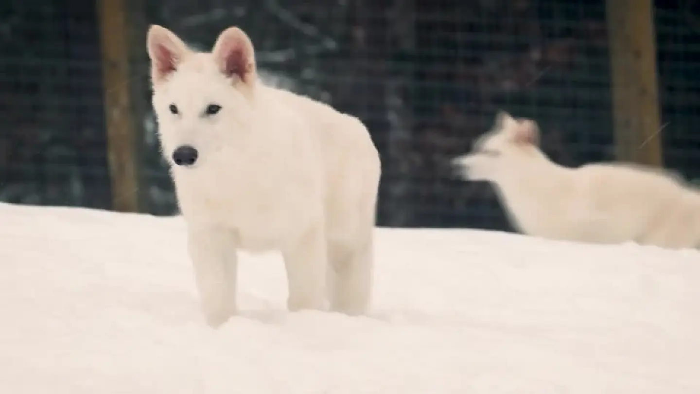 Researchers claim to have revived long-extinct dire wolf species, expert skeptical