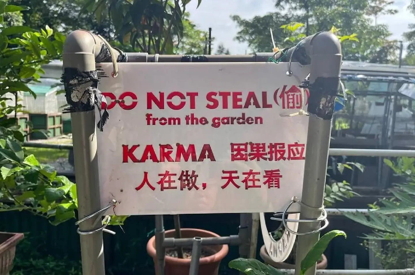 Theft at allotment garden plots in Singapore riles up some gardeners