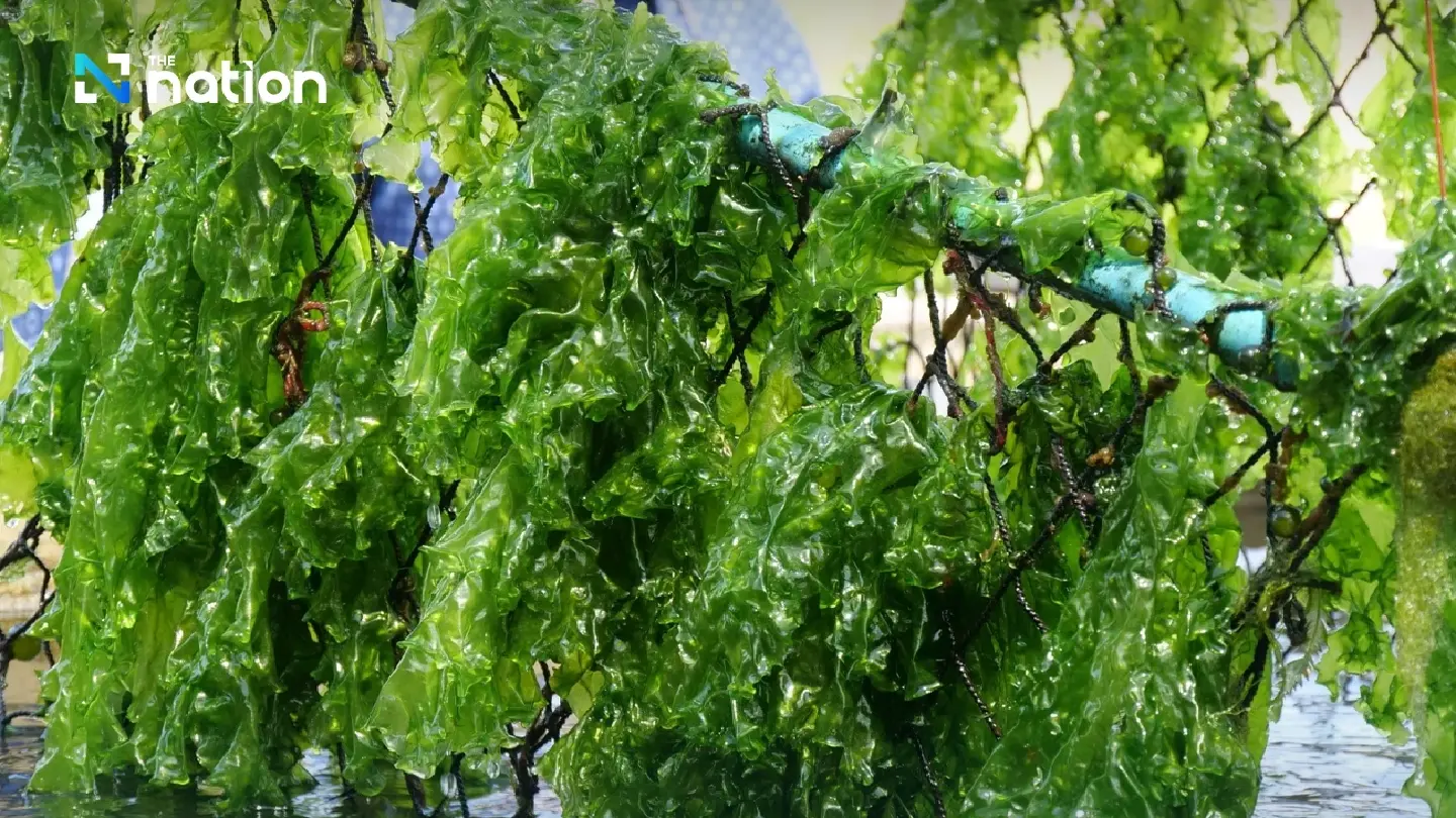Department of Fisheries accelerates seaweed production, positioning it as “food of the future”
