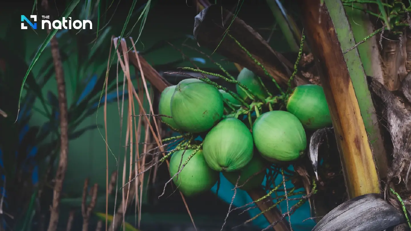 Chinese investors compete with Thai firms in coconut water export market