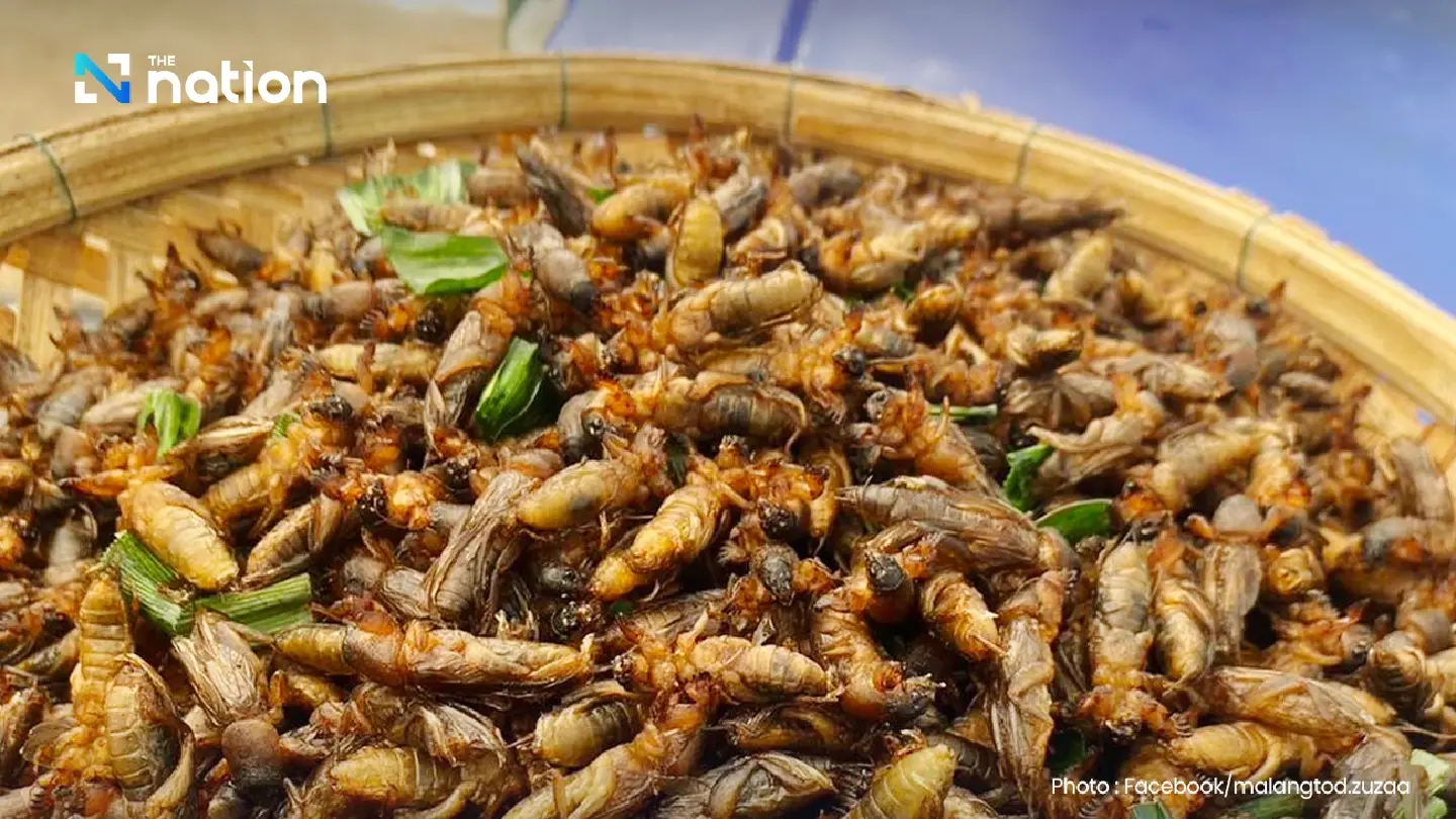 Thailand's Edible Insect Market Poised for Explosive Growth Thailand's Edible Insect Market Poised for Explosive Growth