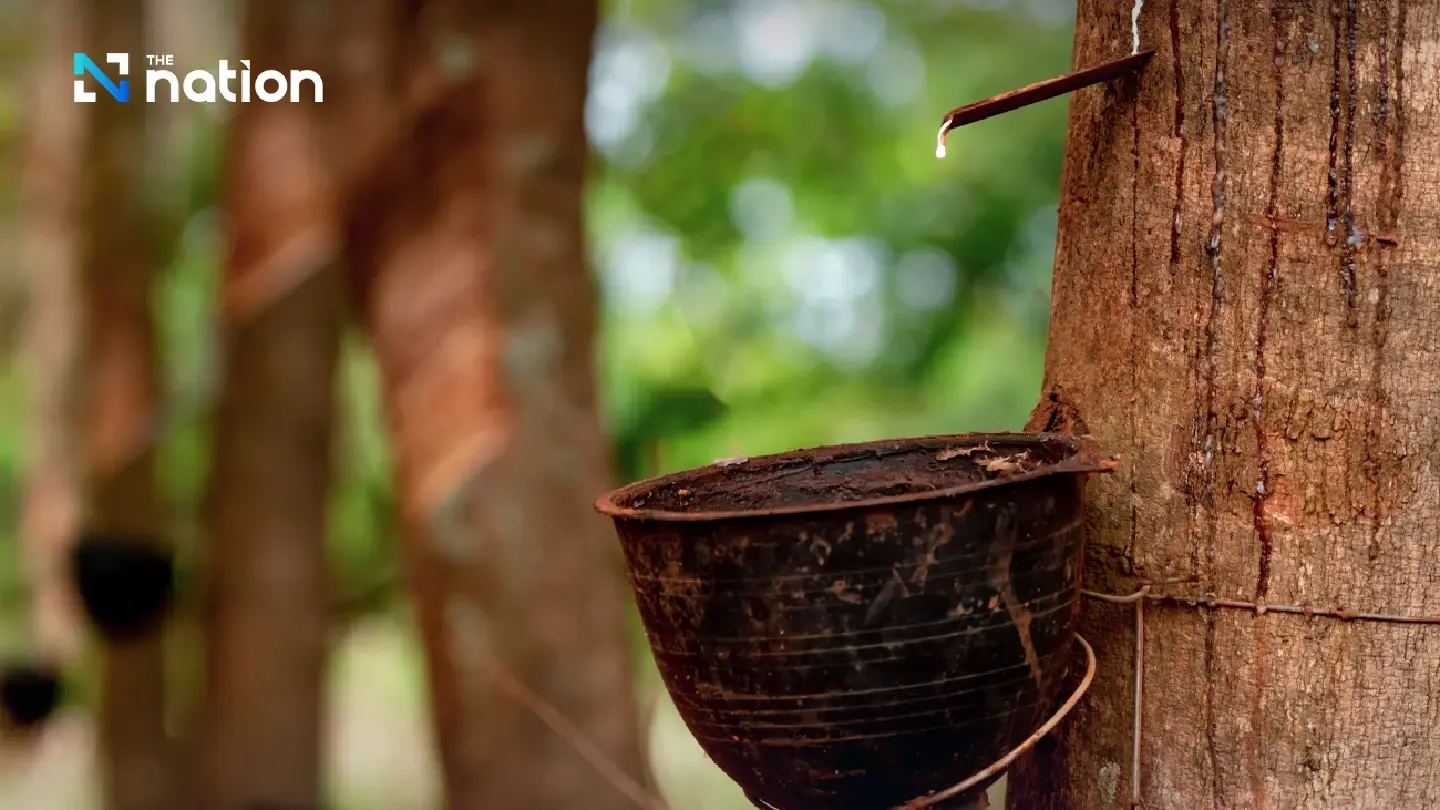 Innovative Thai rubber serum shows potential in disease prevention