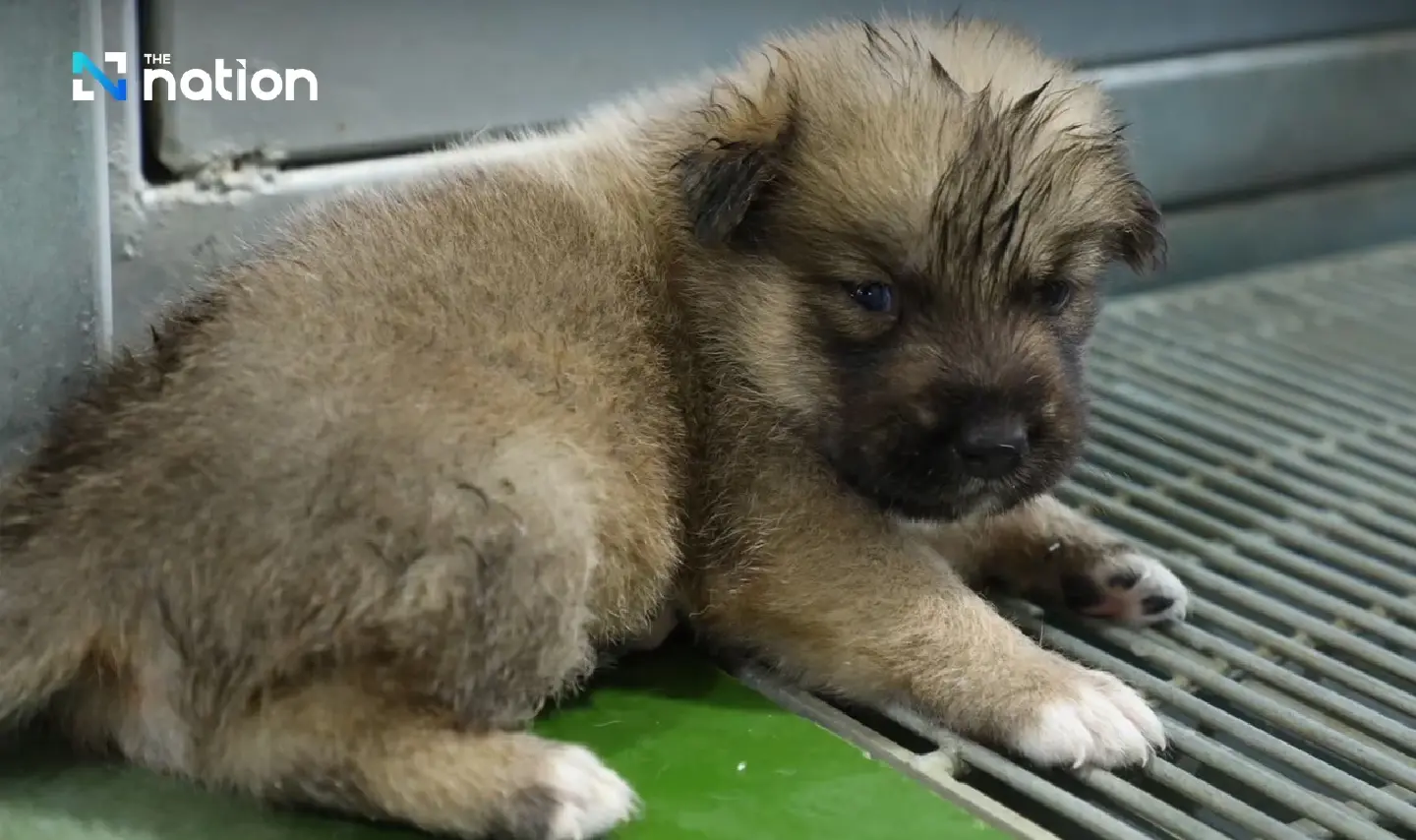 Bangkok explains Do’s and Don’ts in new pet control law Bangkok explains Do’s and Don’ts in new pet control law