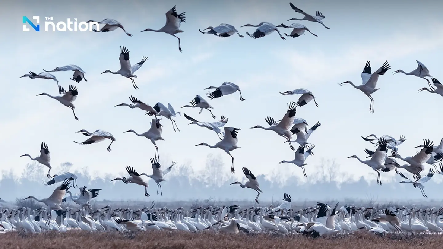 May 11: World Migratory Bird Day urges greener urban living