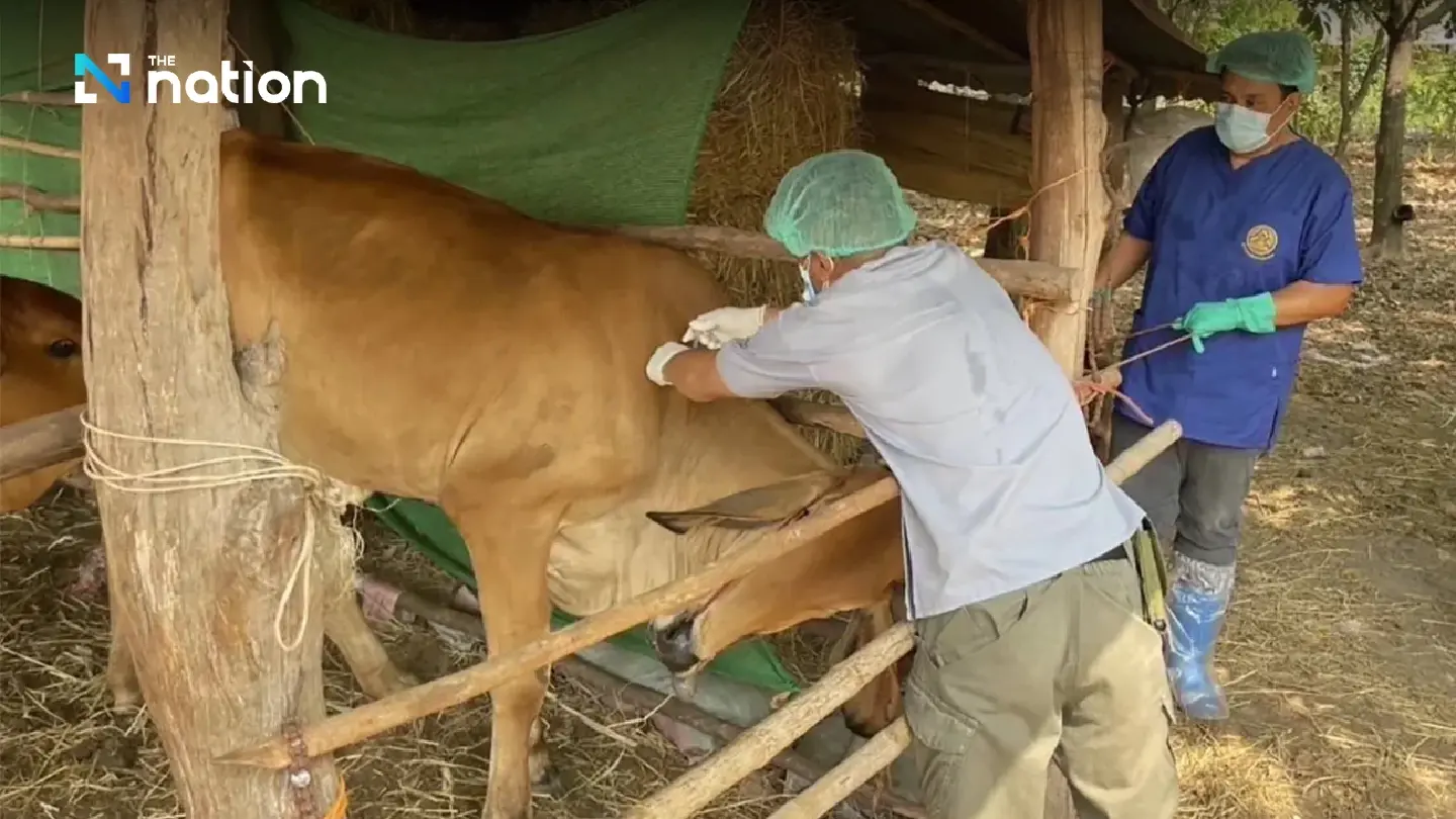 Livestock Department races to contain anthrax after first death confirmed in Mukdahan