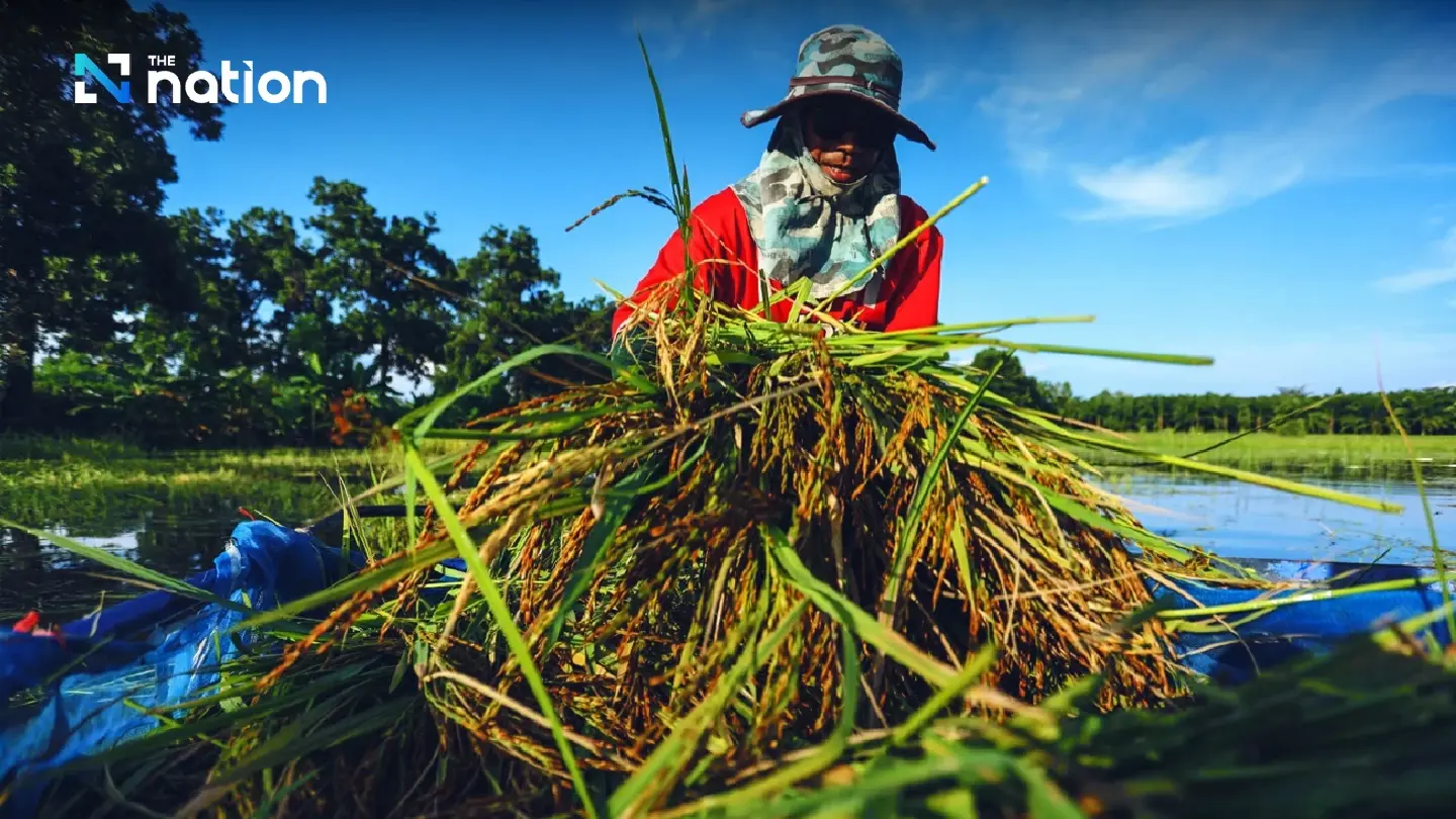 Thai government opens rice export opportunities for small farmers