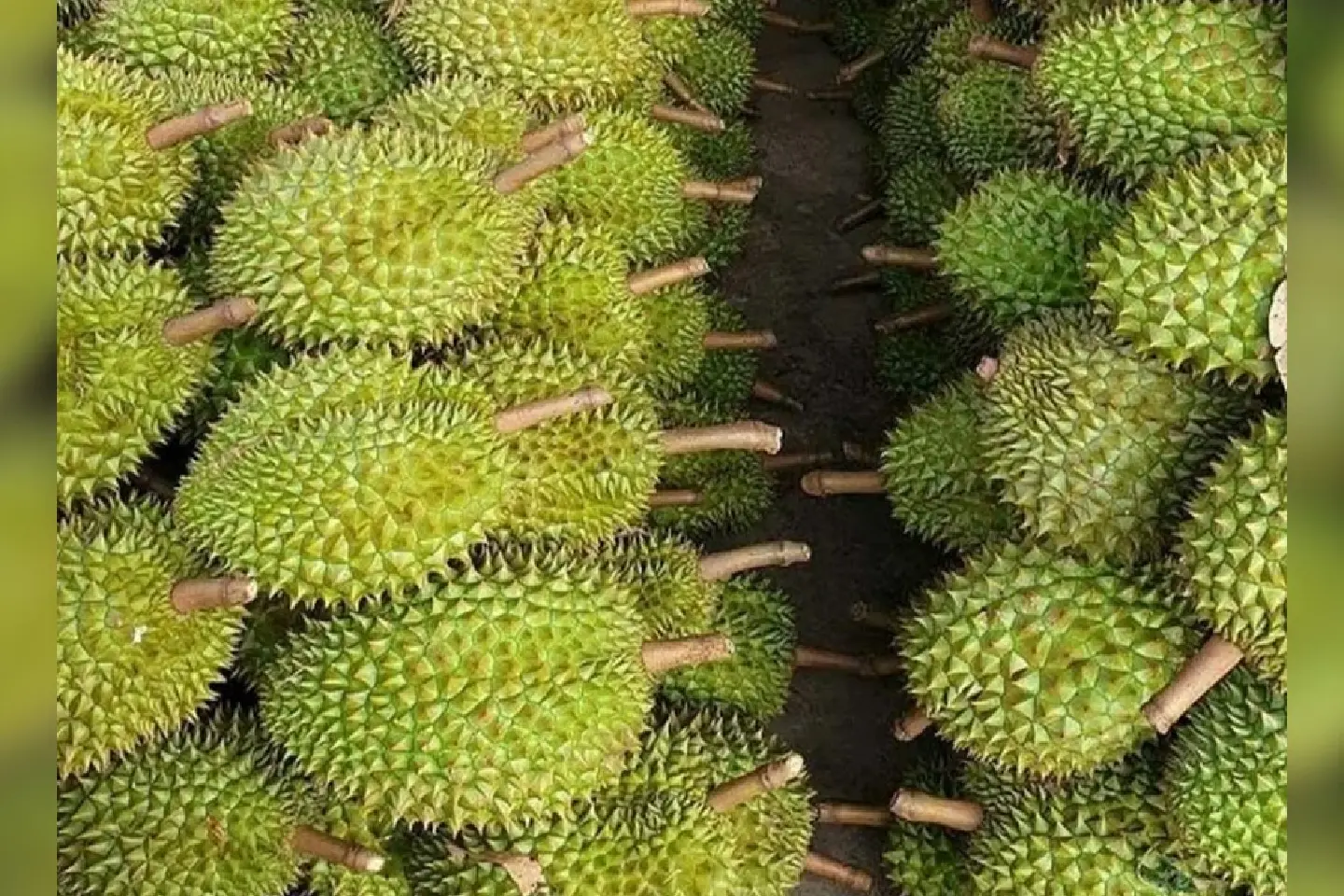 Cambodia's Customs Department targets illegal durian imports