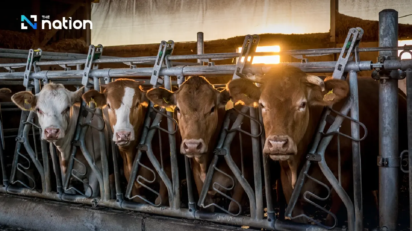 Livestock dept to negotiate with Laos and Vietnam to lift ban on Thai cattle