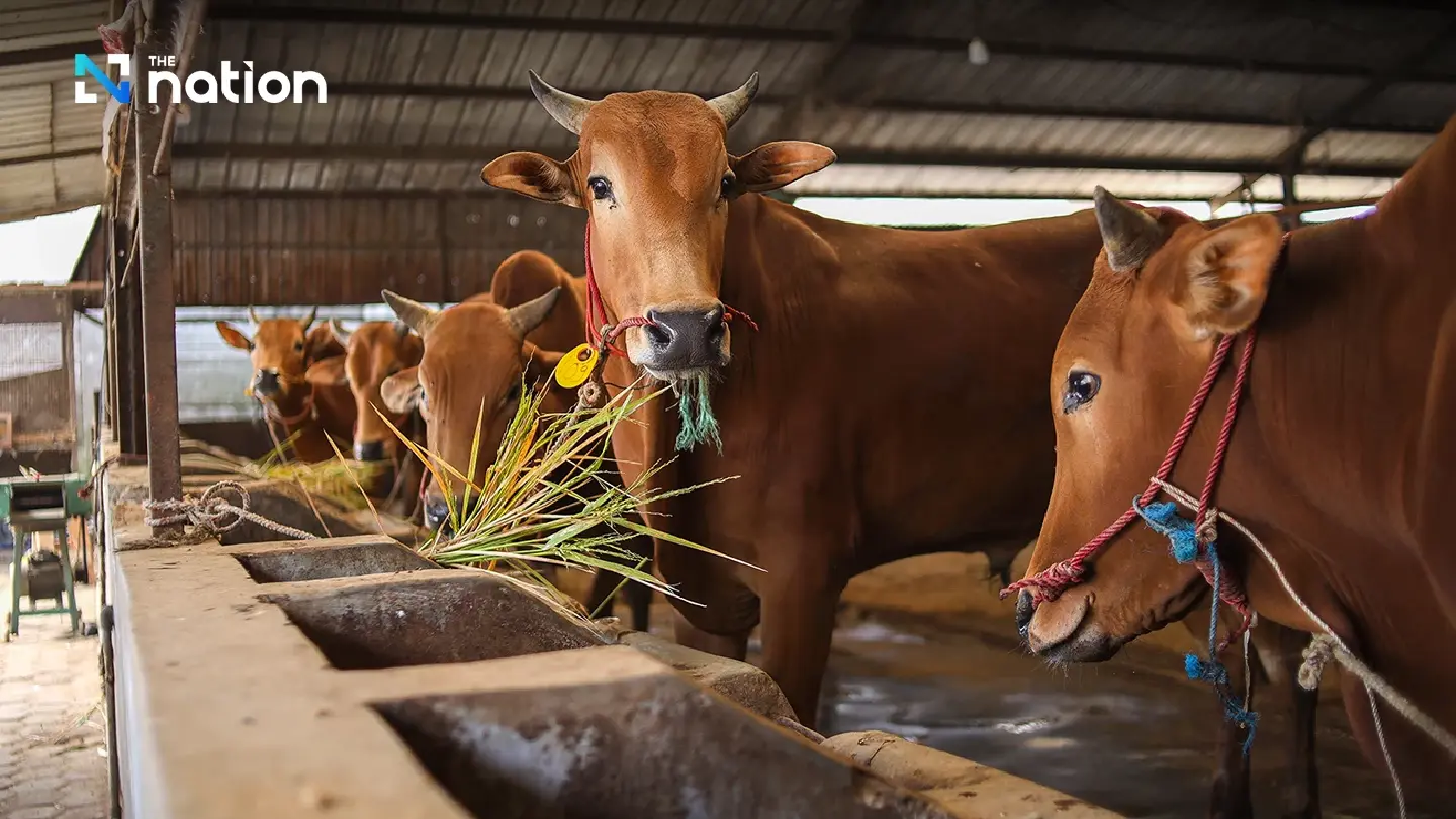 Thailand enforces strict measures after anthrax cases in Mukdahan – Livestock quarantine and mass vaccinations underway Thailand enforces strict measures after anthrax cases in Mukdahan – Livestock quarantine and mass vaccinations underway