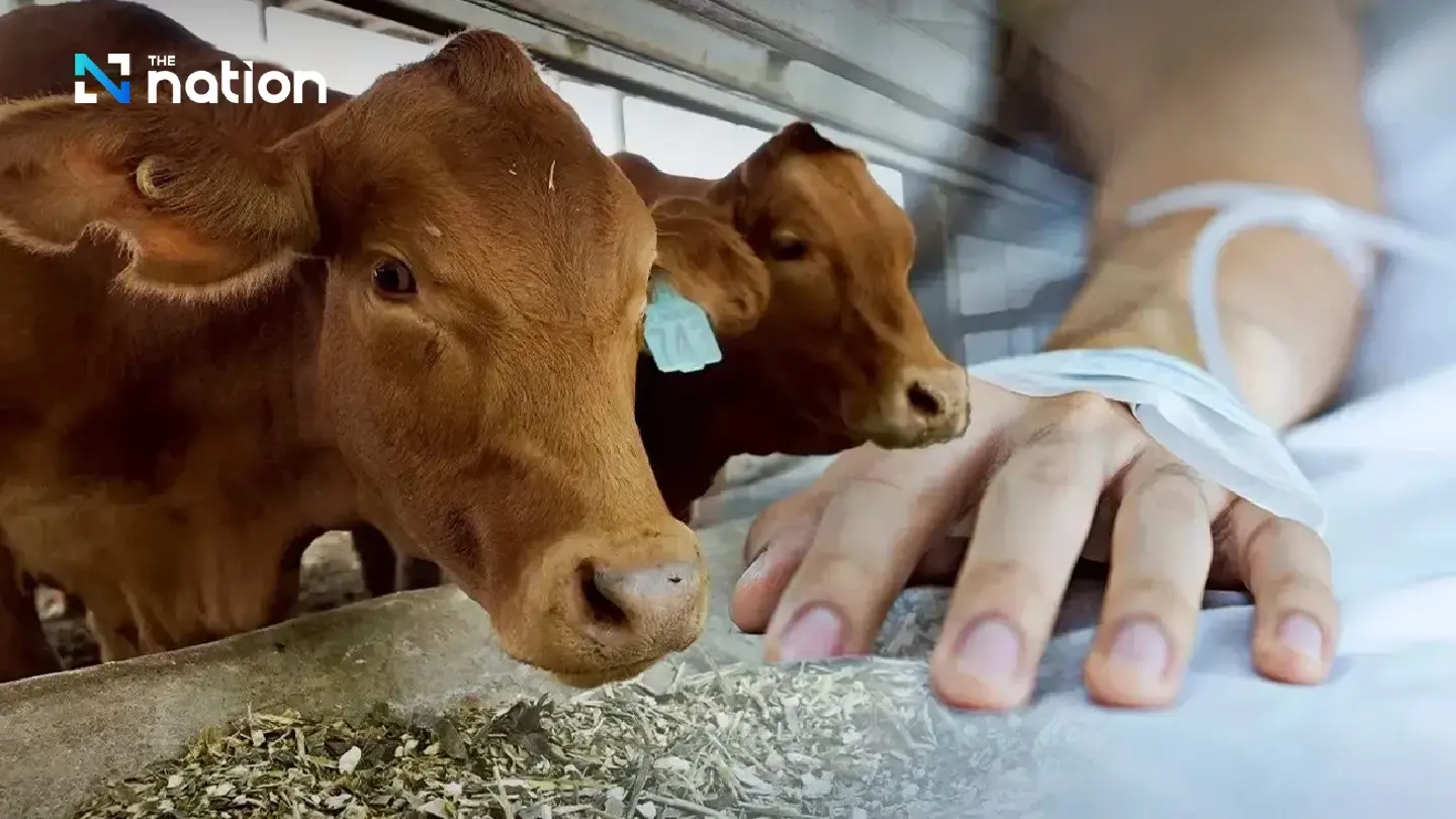 Mukdahan anthrax outbreak under control: provincial health chief