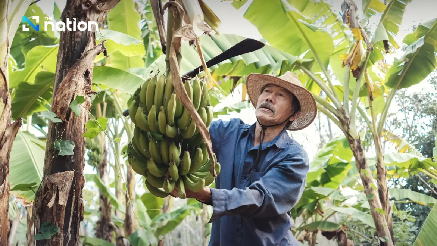 Bananas at risk of extinction amid climate crisis, fungal disease, and storms Bananas at risk of extinction amid climate crisis, fungal disease, and storms