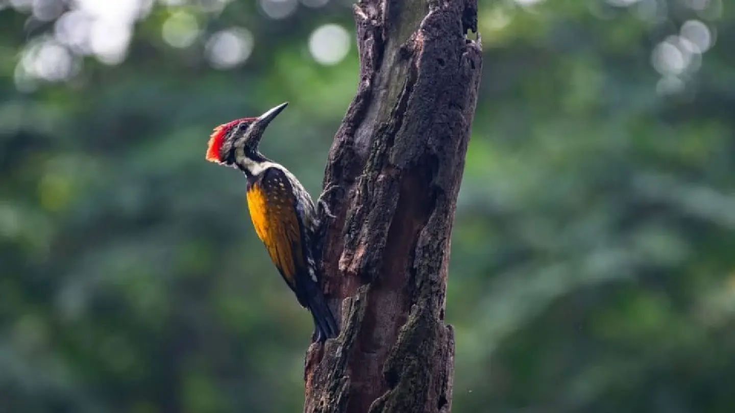 Dhaka’s birds are disappearing — should we be worried?